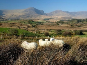 Lomanagh Loop Walk